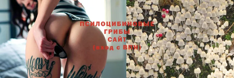 Псилоцибиновые грибы Cubensis  Белебей 